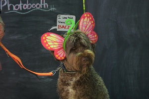 2023-07-21 Evergreen Ambary Garden Dog Photobooth Five Curly wiht butterfly ears  007