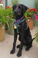 2023-07-21 Evergreen Ambary Garden Dog Wash Adopt Dog One  013