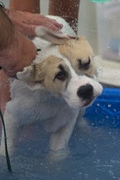 2023-07-21 Evergreen Ambary Garden Dog wash white puppy  012