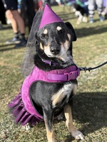 Who Let the Dogs out