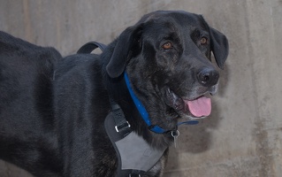 2025-07-12 EAPL Thrift Store - Bronco  004