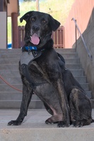 2025-07-12 EAPL Thrift Store - Bronco  006