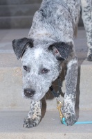 2025-07-12 EAPL Thrift Store - Iggy 005