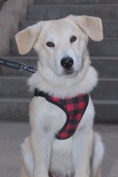 2025-07-12 EAPL Thrift Store - Koda  014