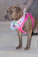 2025-07-12 EAPL Thrift Store - Zola  015