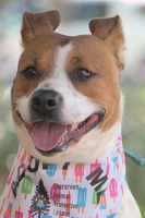 Chow Down Adoption event Oct 2024